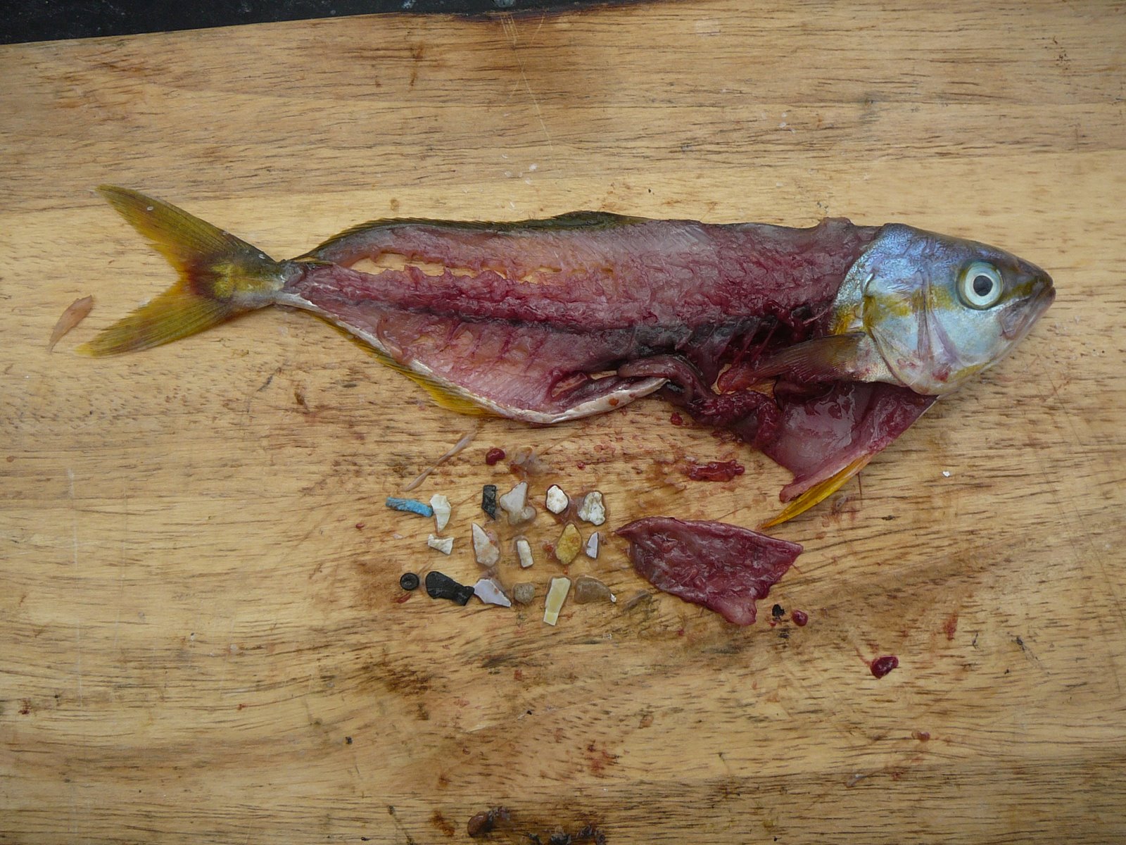 Fish with plastic Green Sangha